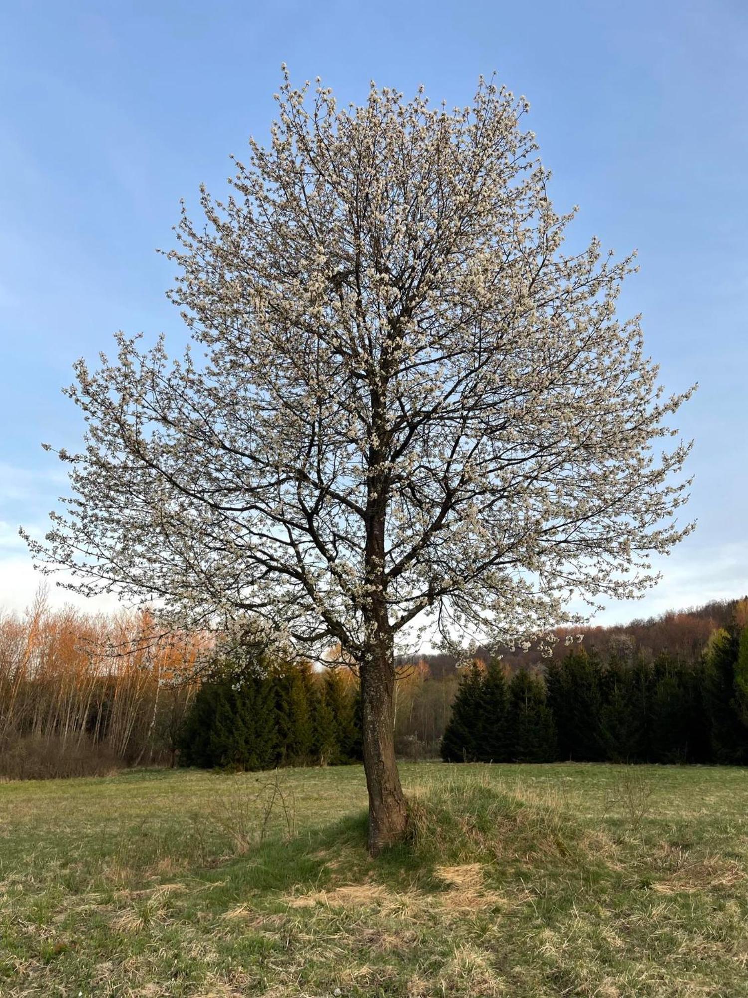 Hotel Latarnia Wagabundy Bieszczady à Wola Michowa Extérieur photo